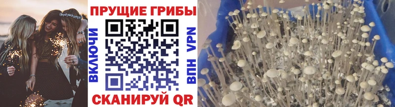 Псилоцибиновые грибы Magic Shrooms  Купить где  Буинск 